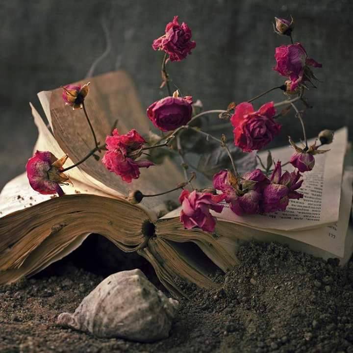 Фото Розы на книге и ракушка лежат на земле