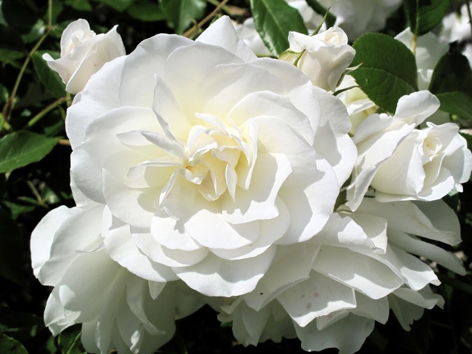 Фото Белые розы с бутонами