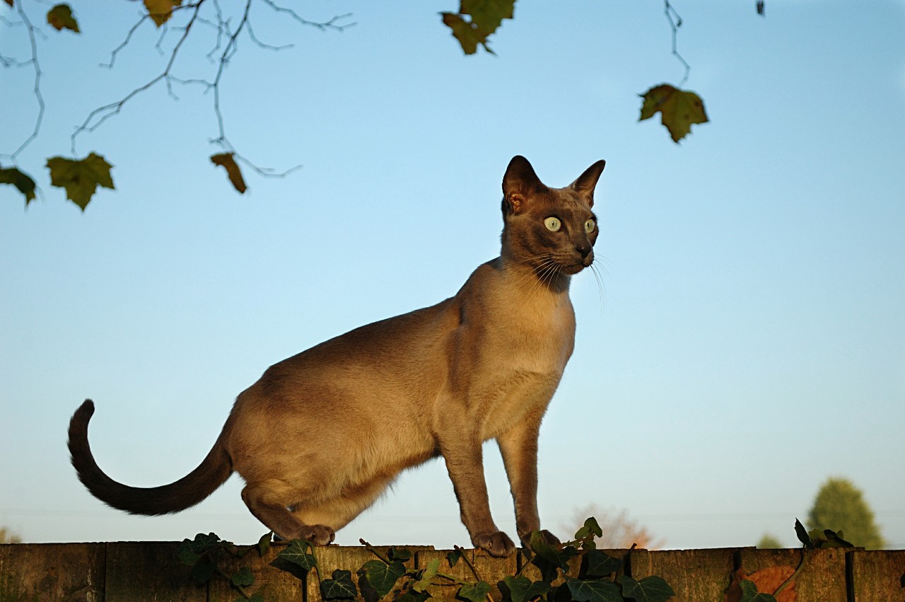 Фото Стоящая на заборе сиамская кошка