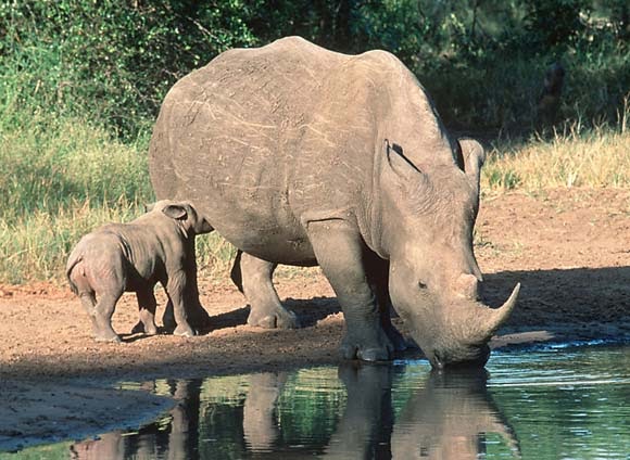 Фото Белый носорог с детенышем на водопое