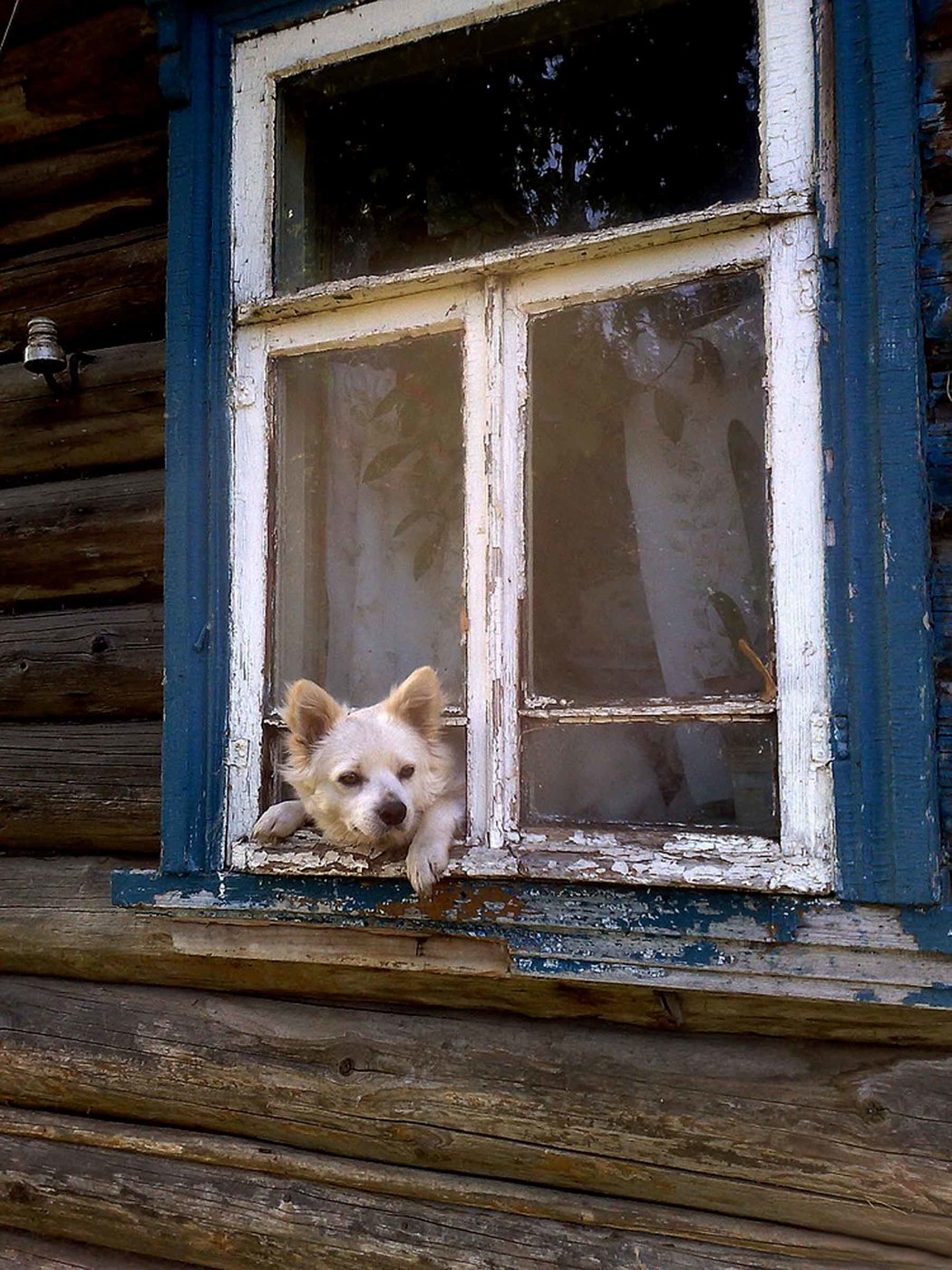 Фото Белая собака выглядывает из окна дома