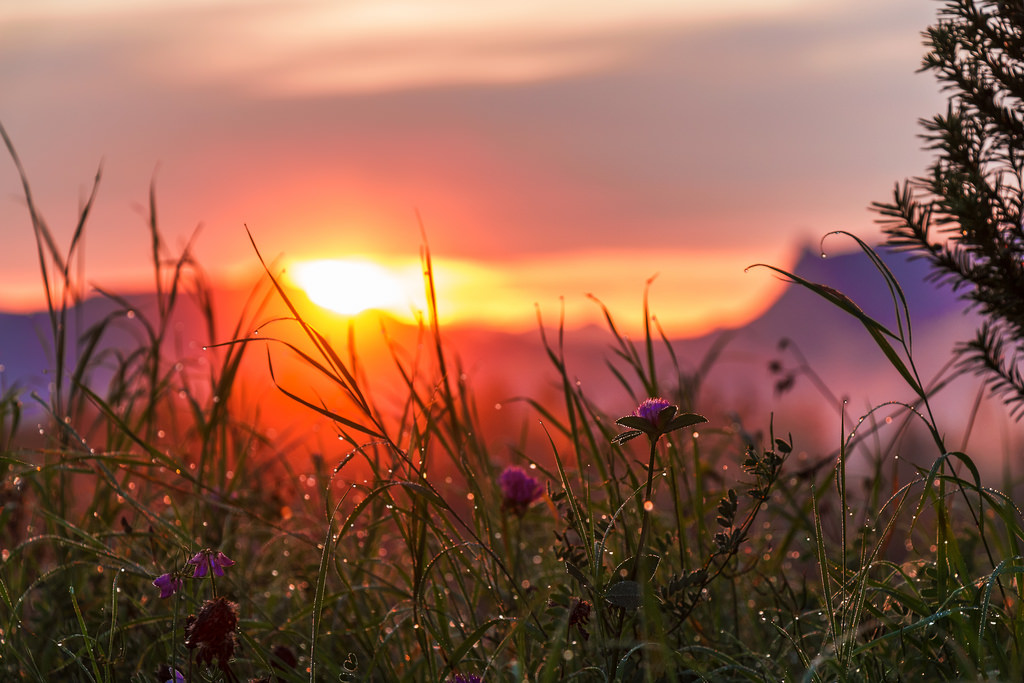 Фото Вид на солнце на рассвете сквозь траву в росе, by Michael E