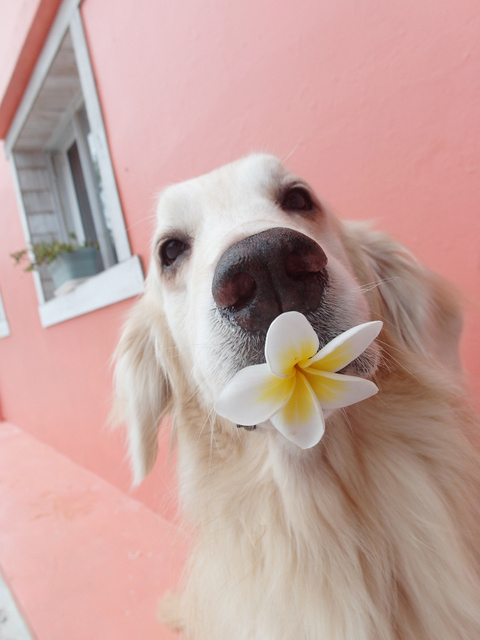Фото Золотой ретривер держит во рту цветок