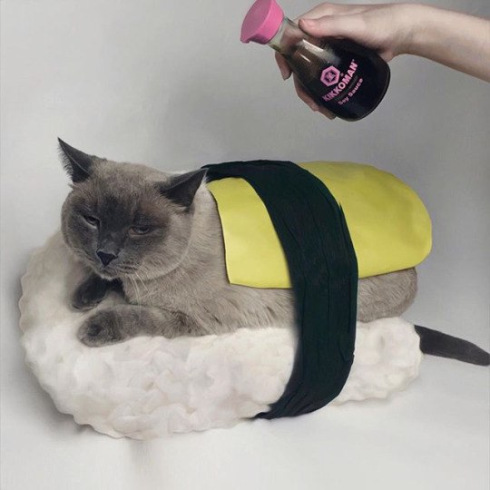 Фото Над котиком на подушке, завернутом в форме суши держат соевый соус