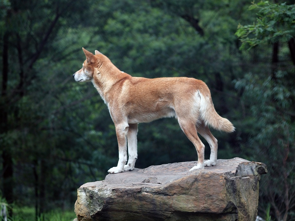 Фото Дикая собака динго стоит на камне