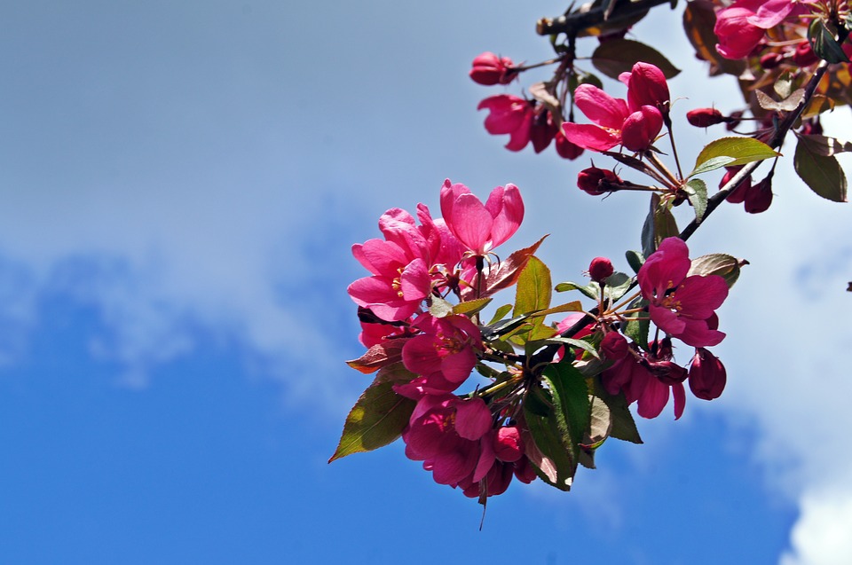 Фото Цветущая ветка дерева на фоне голубого неба