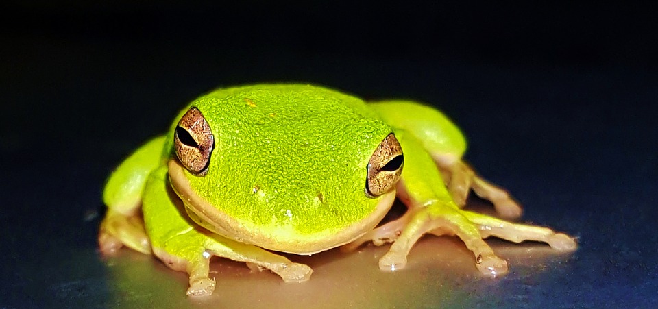 Фото Ярко зеленая древесная лягушка
