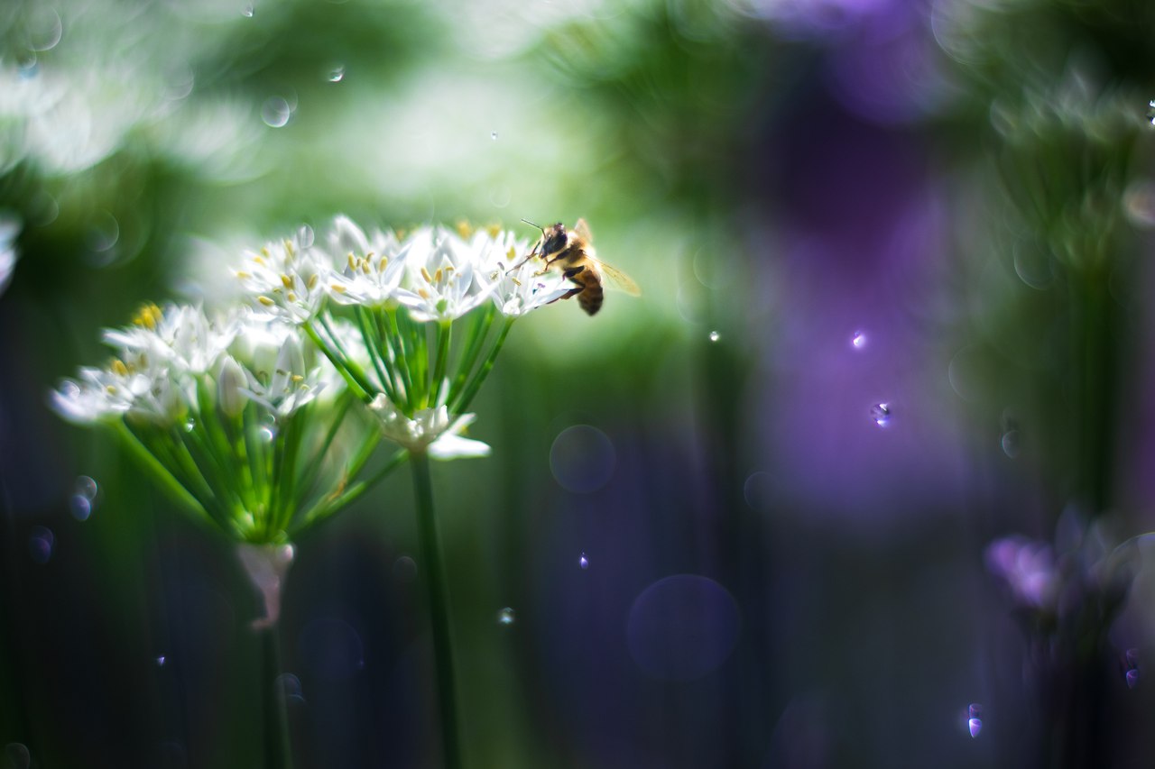 Фото Пчела сидит на белом цветке, фотограф Сергей Кондинский
