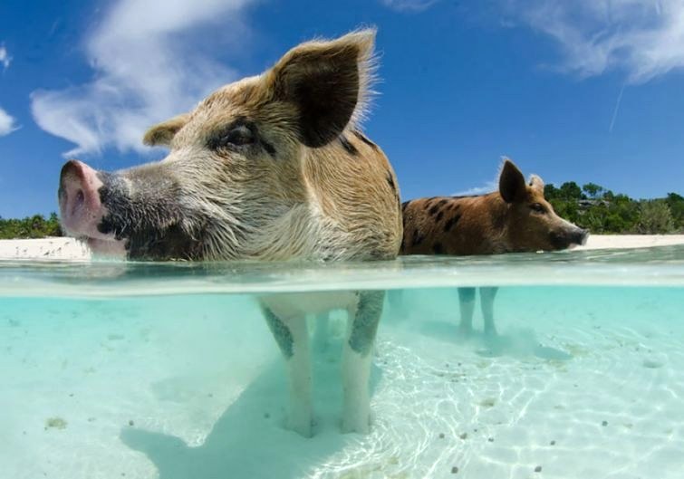 Фото Пара свинок купаются на фоне неба, берега и деревьев