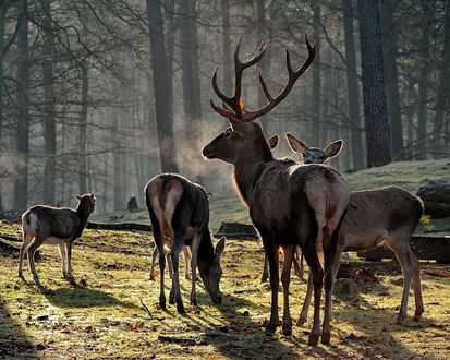 Фото олененок в лесу