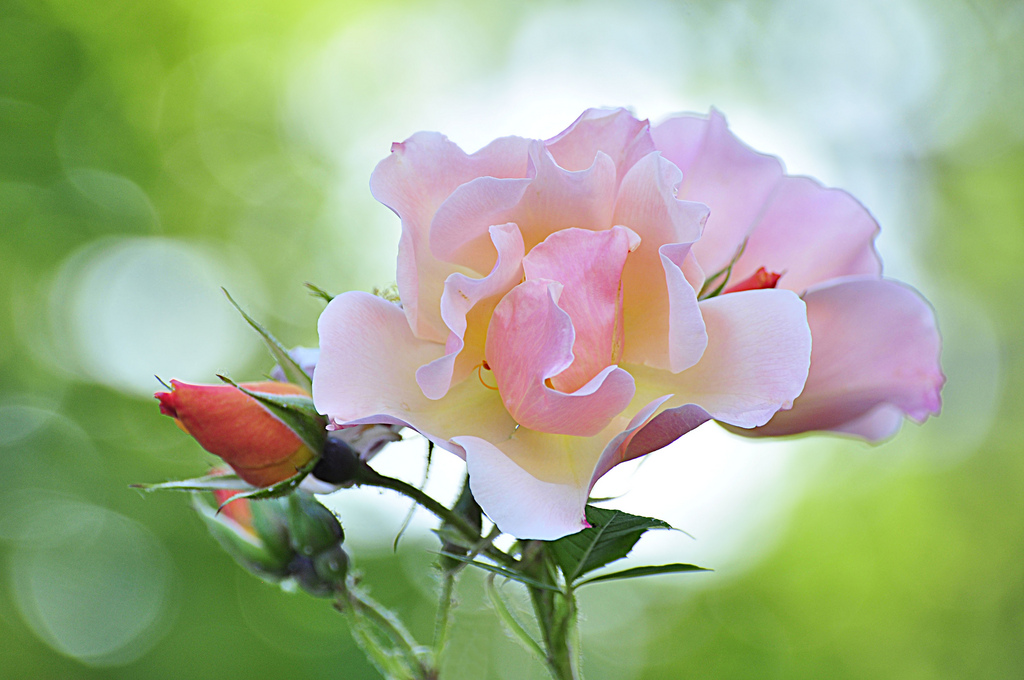 Фото Розовая роза и бутоны на размытом фоне, фотограф Federico Marcolla
