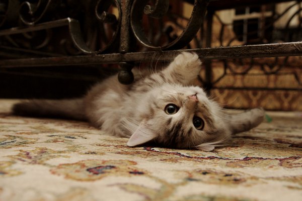 Фото Кошка лежит под оградой, by Mischi3vo