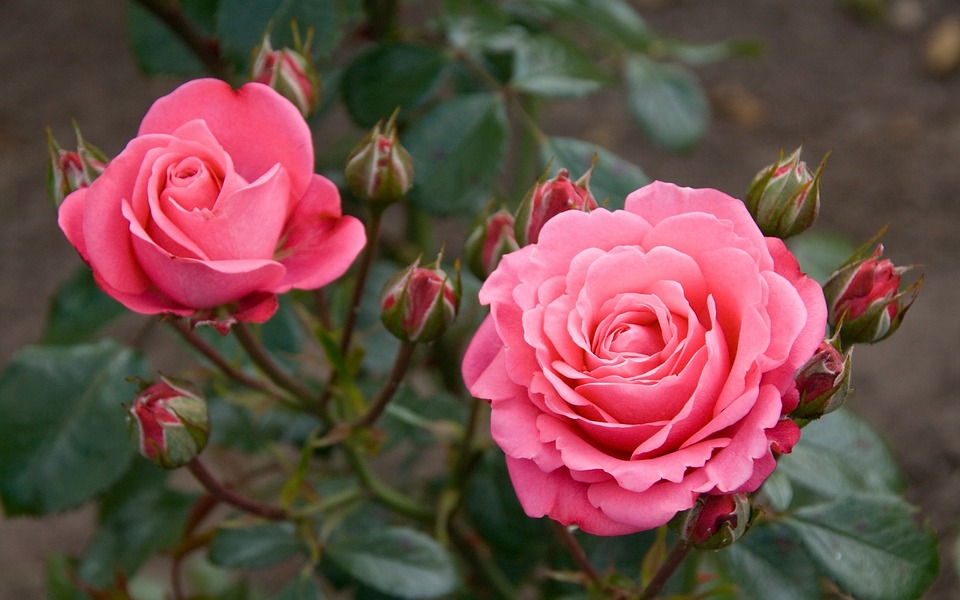 Фото Розовые розы с бутонами