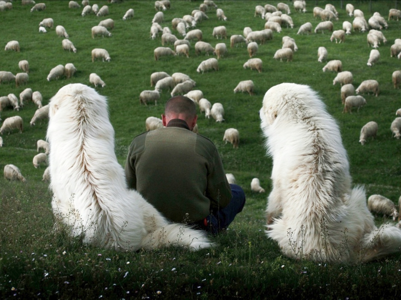 Фото Пастух с двумя собаками-волкодавами охраняет стадо овец, by Marco  Sgarbi