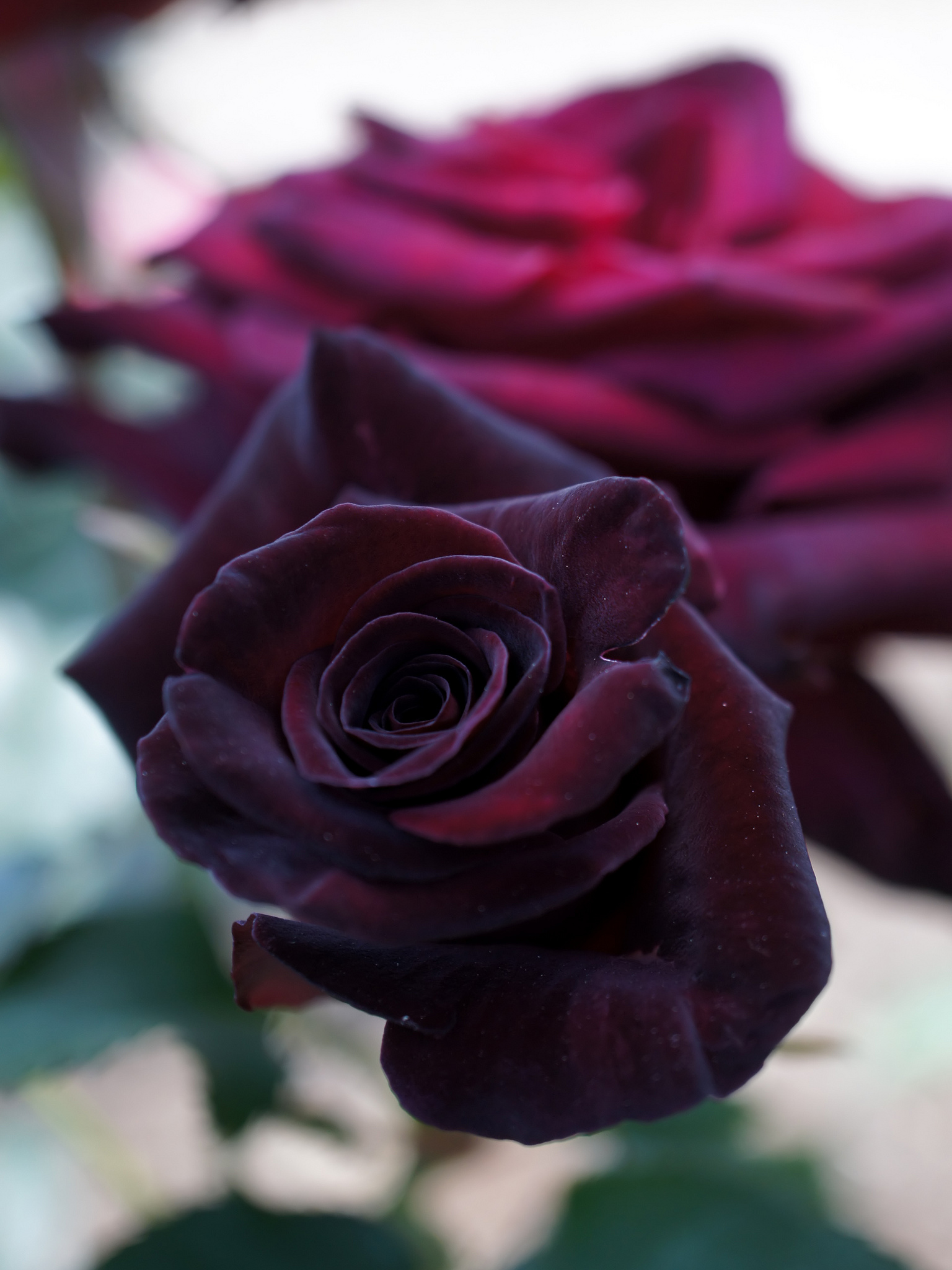 Бордовый цвет розы фото