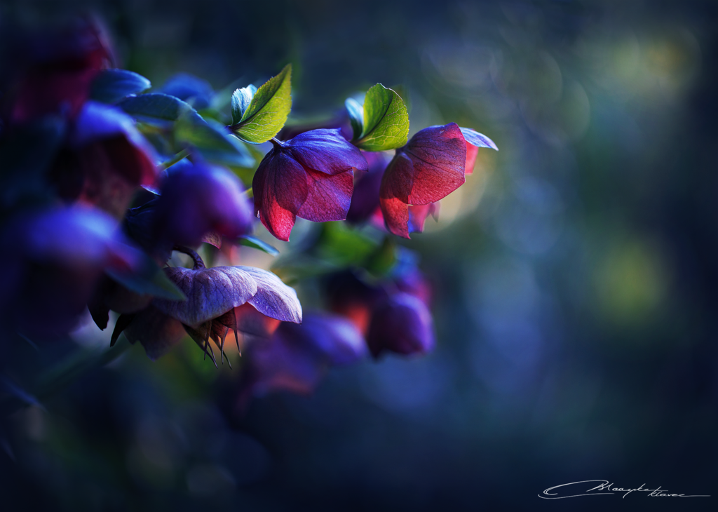Фото Розовые цветы на синем размытом фоне, by MaaykeKlaver