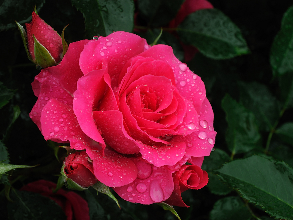 Фото Розовая роза в каплях воды, by yopparainokobito