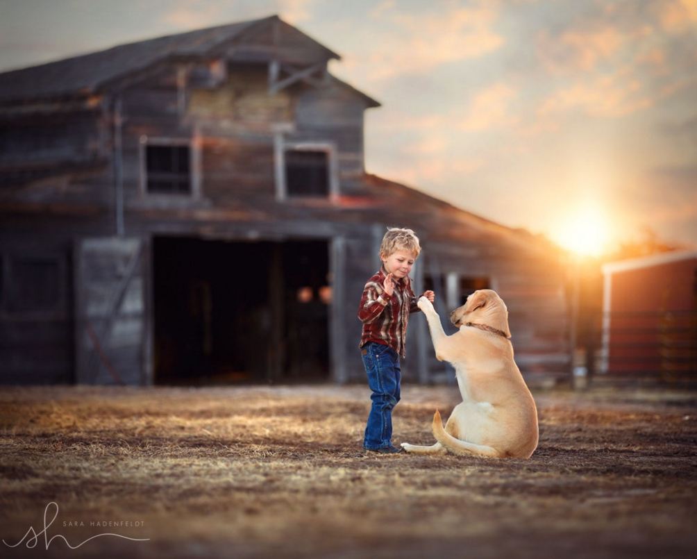 Фото Мальчик играется с собакой около дома, на фоне захода солнца, by Sara Hadenfeldt