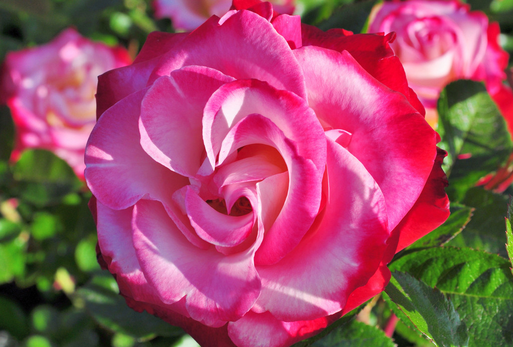 Фото Розово - белые розы