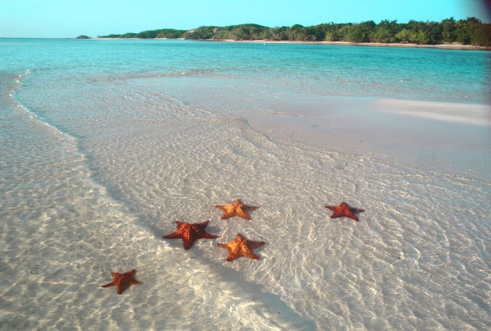 Фото Морские звезды лежат на берегу