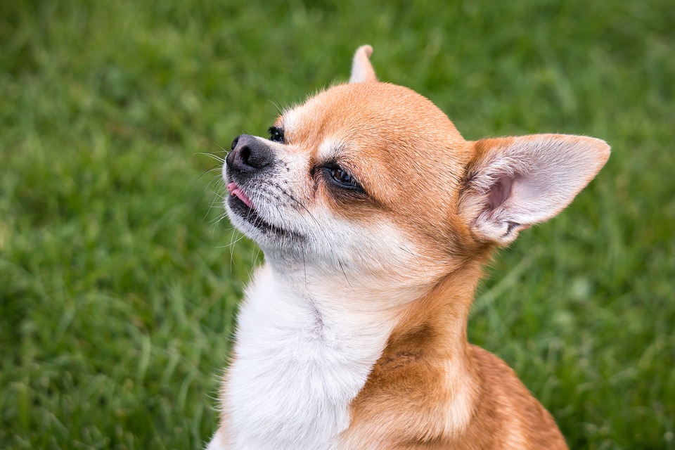 Фото Собака породы чихуахуа с высунутым язычком
