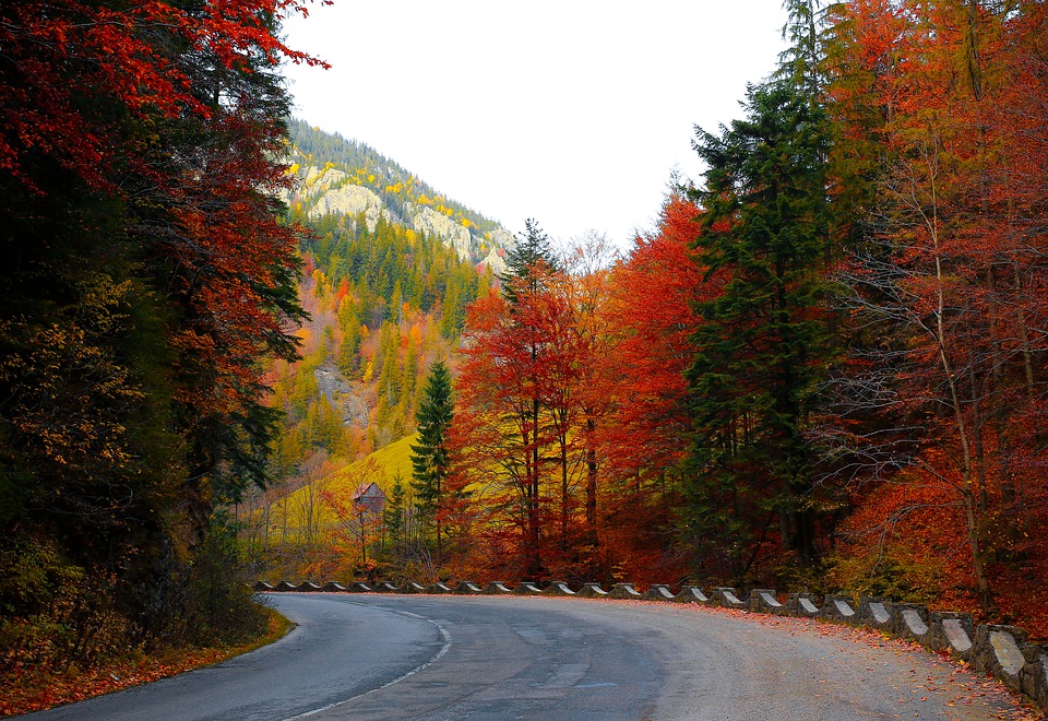 Фото Лесная дорога через осенний лес