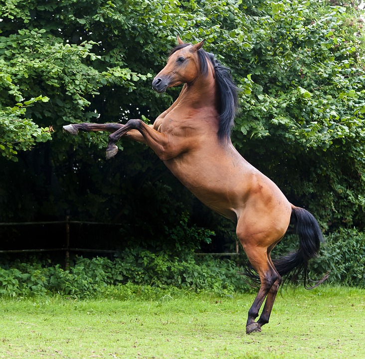 Фото Лошадь встала на дыбы, чистокровный арабский скакун
