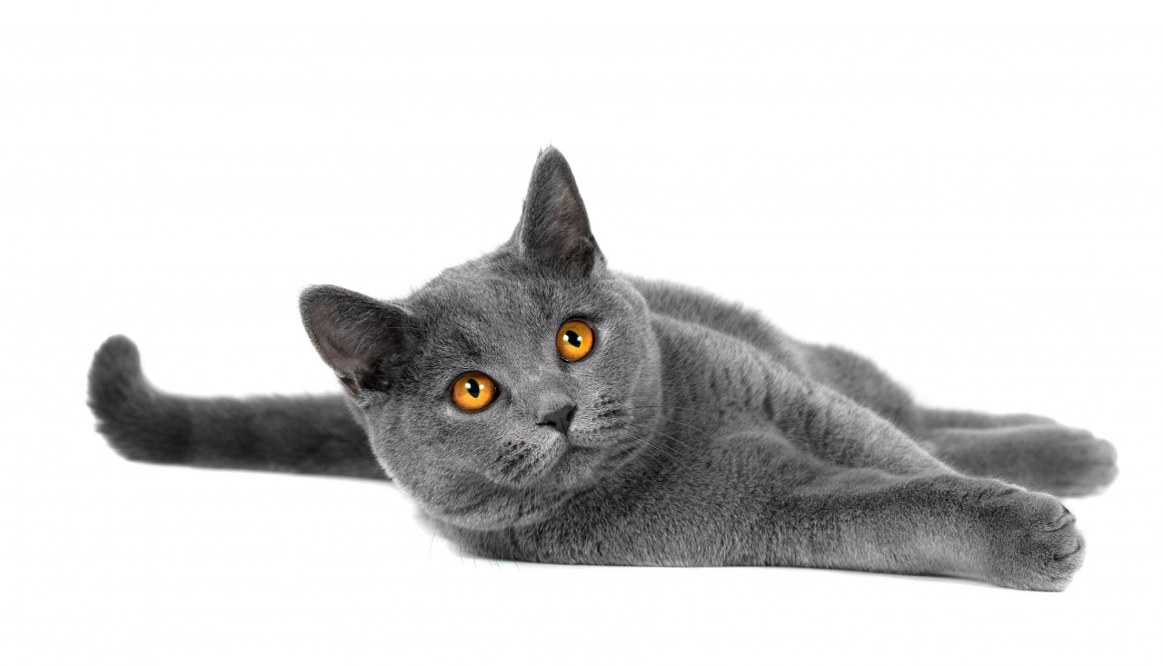 Фото Серая кошка с желтыми глазами на белом фоне