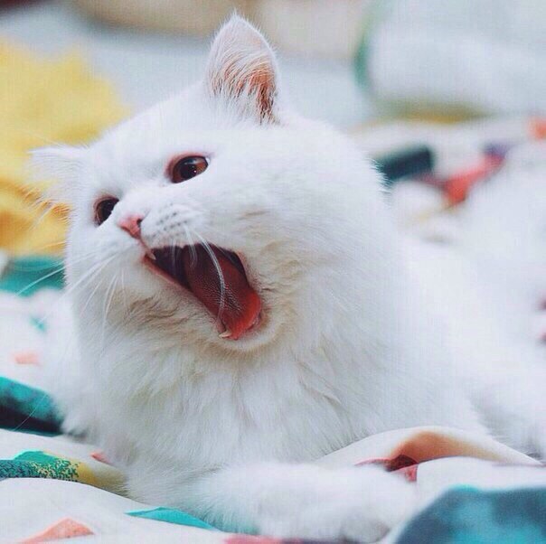 Фото Белый пушистый котик зевает лежа на постели