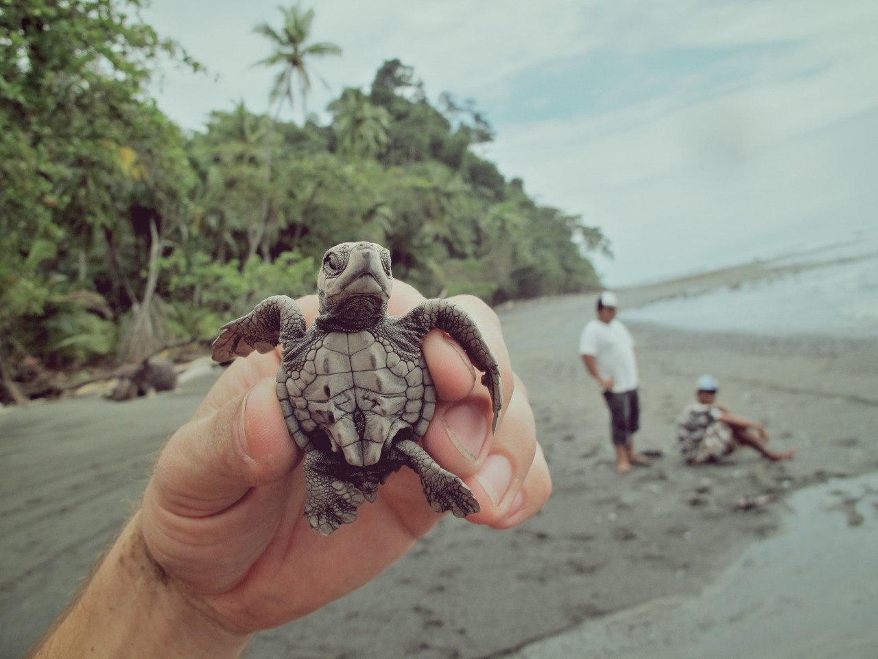 Фото Черепаха в руках мужчины, который держит ее на фоне берега моря и двух мужчин, by Jarom&;r Chalabala