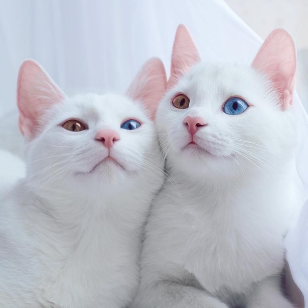 Фото Две белые кошки с разным цветом глаз