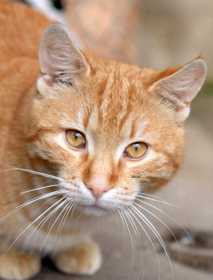 Породы кошек с рыжими глазами. Метис порода кошек рыжий. Бенгальская короткошерстная кошка рыжая. Европейский короткошерстный кот рыжий. Оцикет рыжий.
