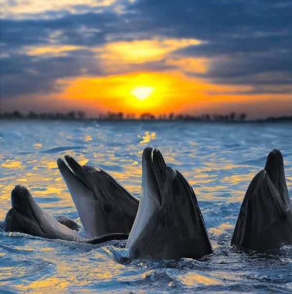 Фото Дельфины в море на фоне заката