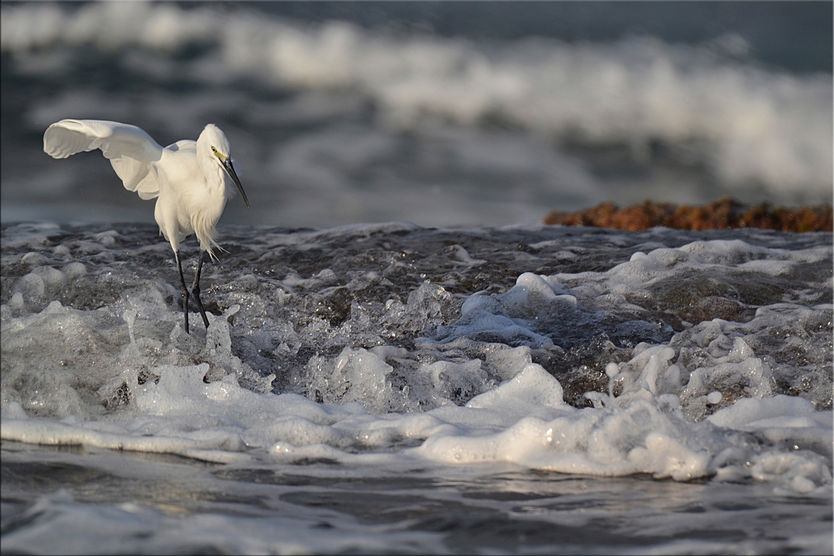 Фото Белый аист на берегу моря ищет добычу, фотограф Людмил@