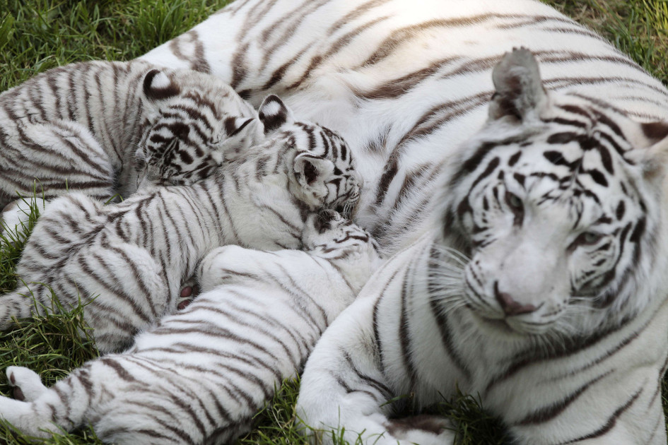 Белая бенгальская тигрица поселилась в нижегородском зоопарке