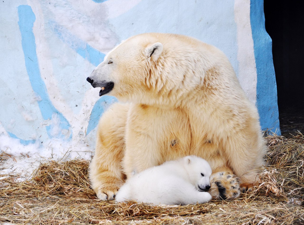 Медведица белая с медвежатами фото