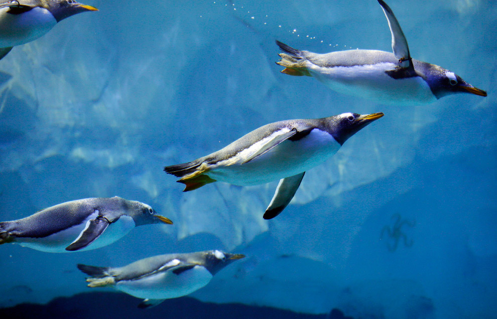 Фото Пингвины плывут под водой, by Carlos Osorio