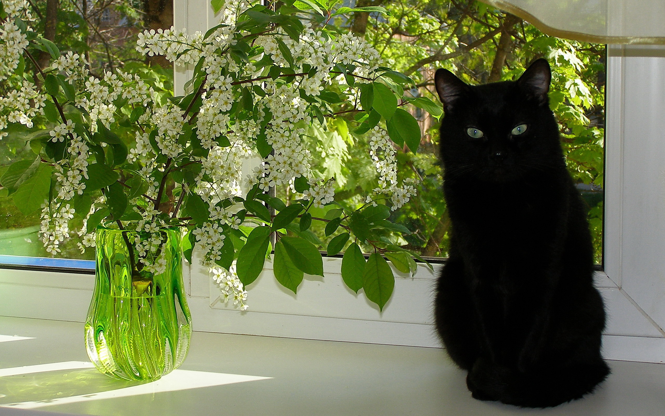 Фото Черный кот на подоконнике возле букета черемухи