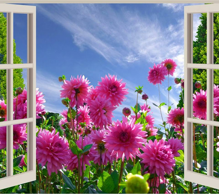 Фото Розовые георгины на фоне открытого окна и неба