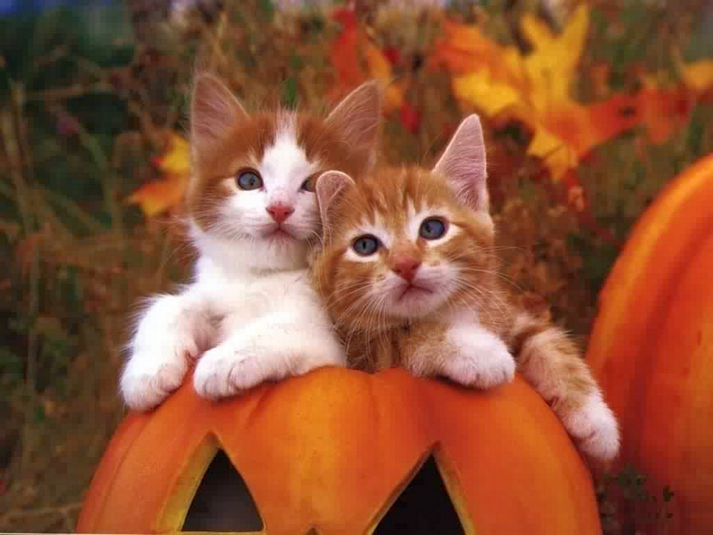 Фото Парочка двухцветных котят, прижавшись друг к другу, пристроилась на тыкве для Хэллоуина, на фоне растительности