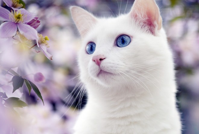 Фото Белая кошка с синими глазами на фоне цветов