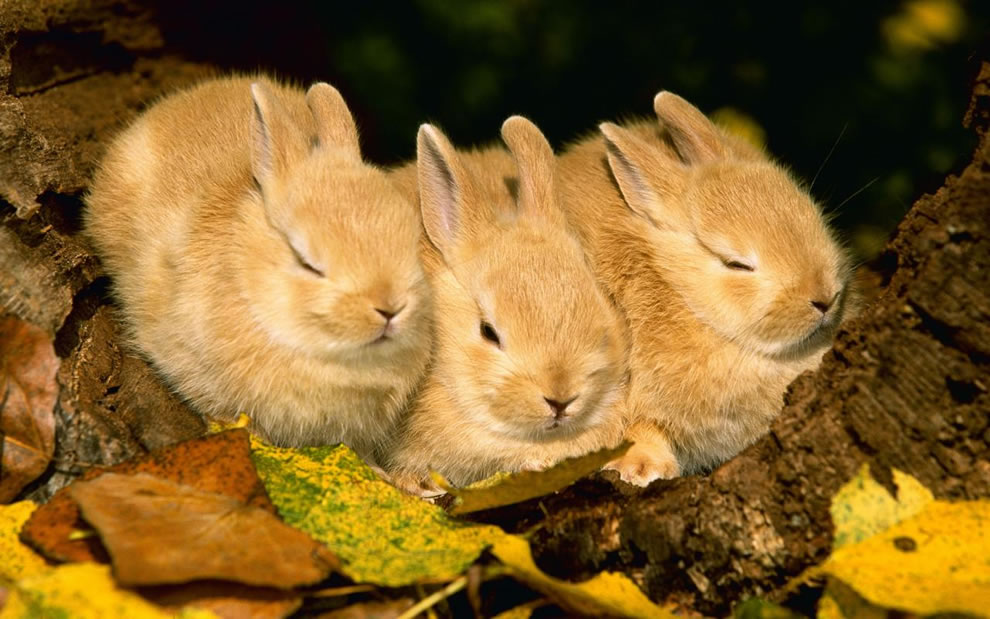 Фото Три кролика сидят на осенней листве