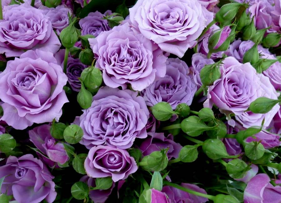 Фото Фиолетовые розы с бутонами