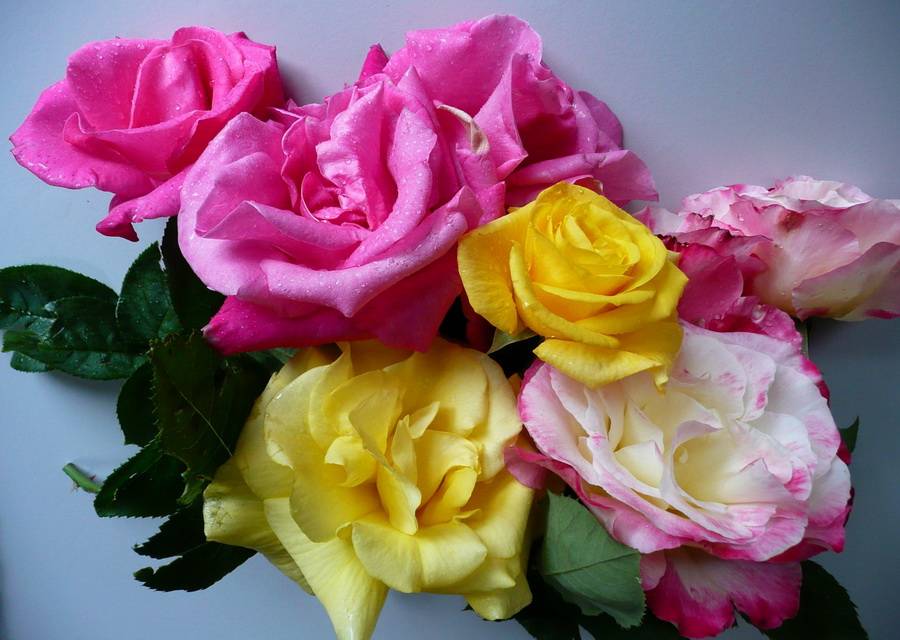 Фото Разноцветные розы с листьями