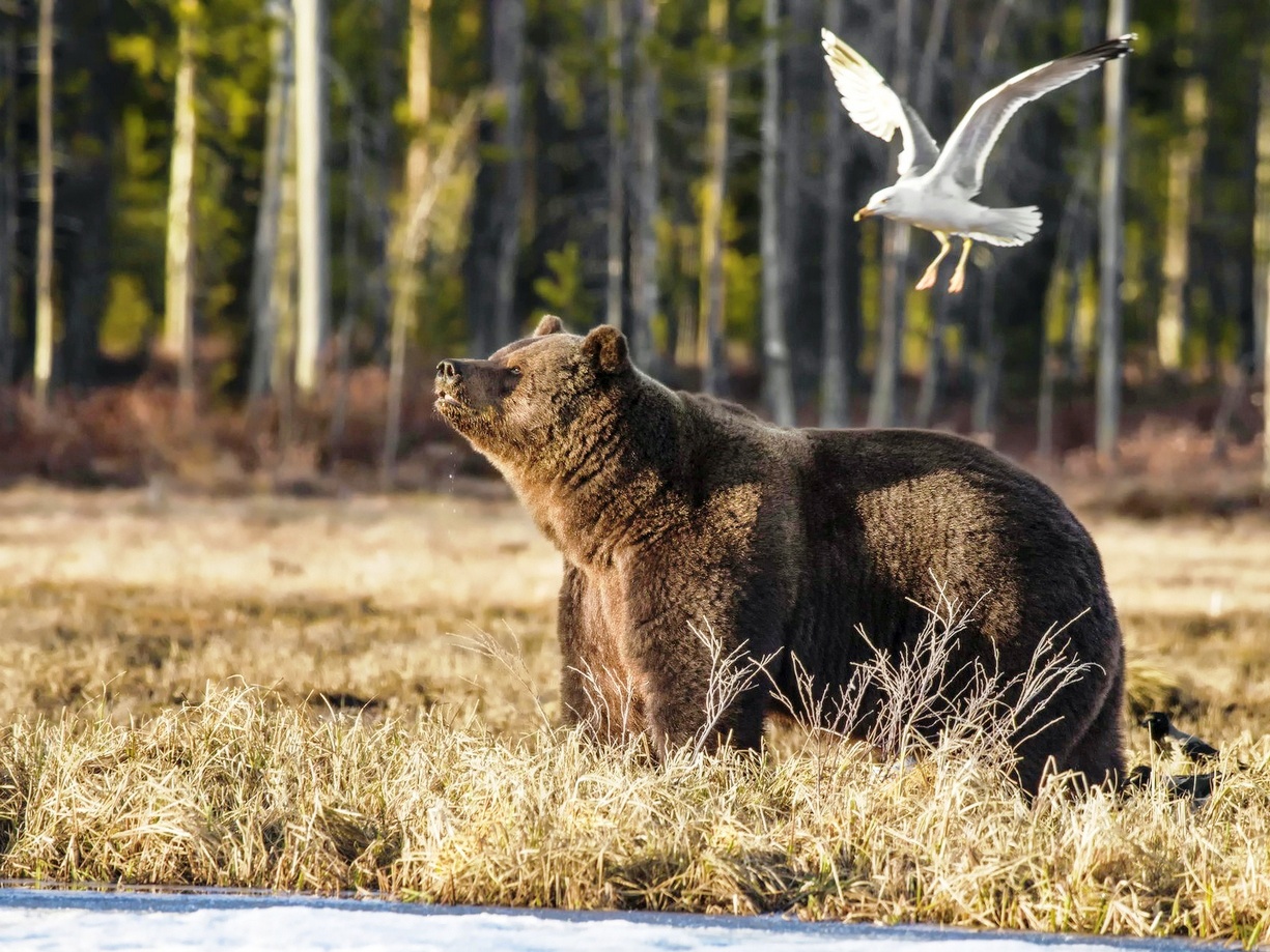 Фото Медведь в пожухлой траве с зависшей над ним чайкой, на фоне стены лесных деревьев