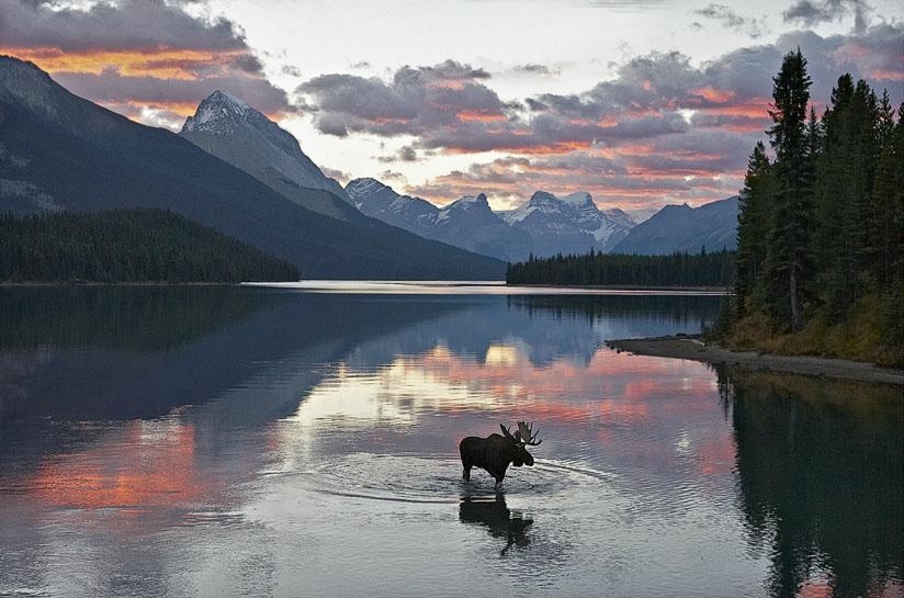 Фото Лось стоит в озере, на фоне заснеженных гор, леса и облачного неба
