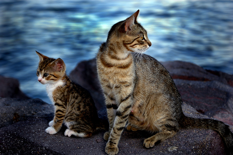 Фото Полосатая кошка с котенком сидят на камне у воды, by Guzin-Guzin