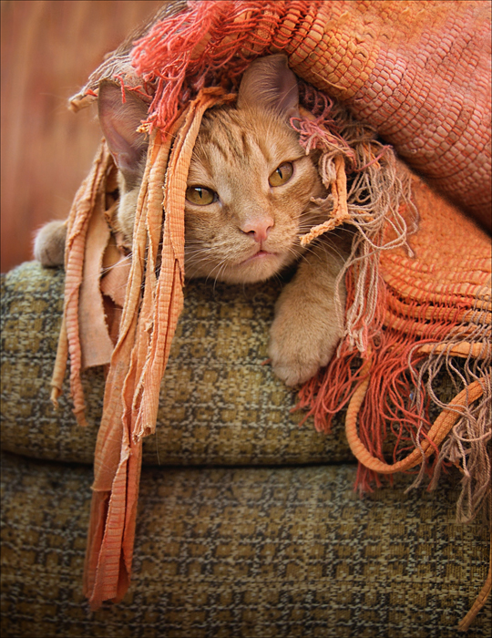Фото Лежащий под ковриком рыжий кот, by Csyyt