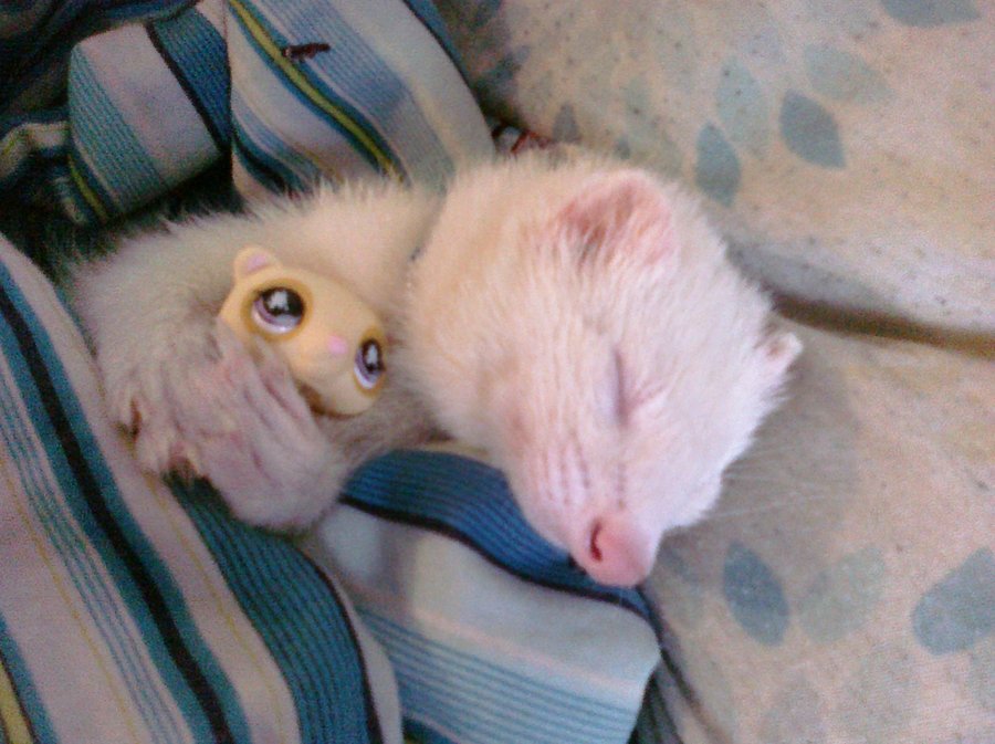 Фото Хорек - альбинос заснул, обнимая игрушку