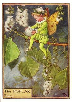 Фото Маленький эльф сидит на ветке тополя и играется с тополиным пухом (The Poplar fairy)